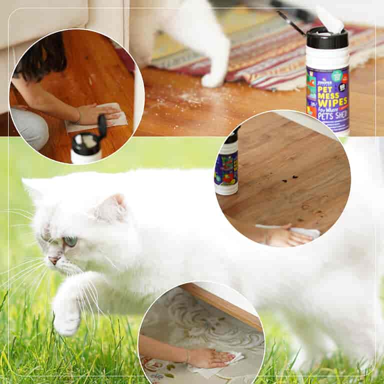 pet wipes listeleme kareler Klasoru14 2